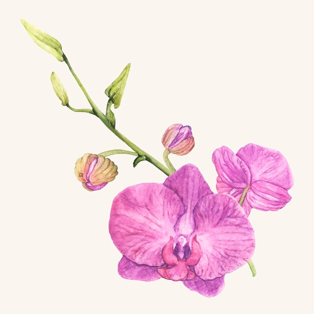 Mano dibujada flor de la orquídea aislada