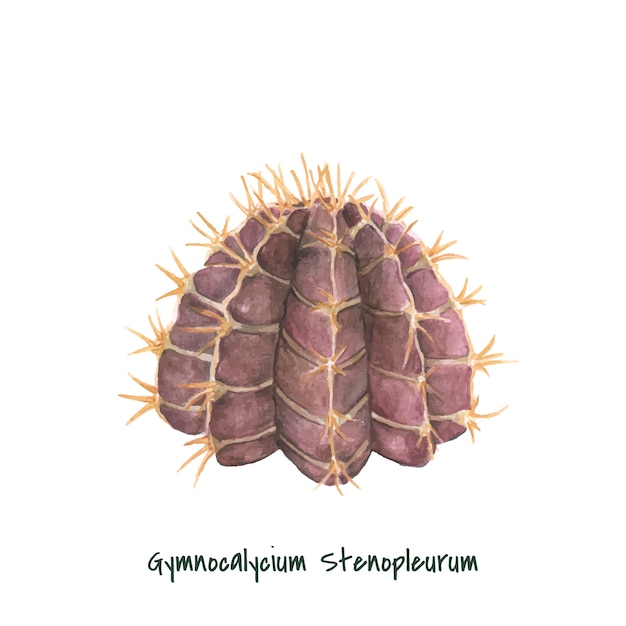 Vector gratuito mano dibujada gymnocalycium stenopleurum cactus