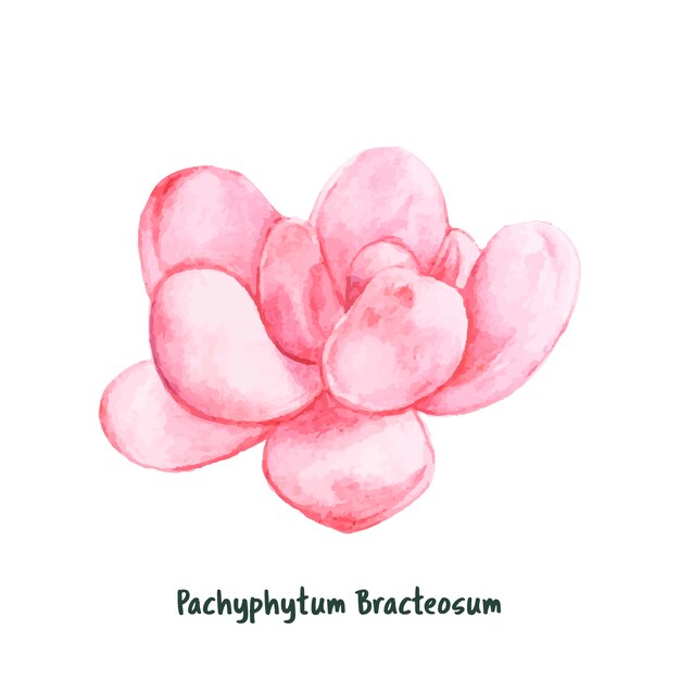 Mano dibujada pachyphytum bracteosum suculenta