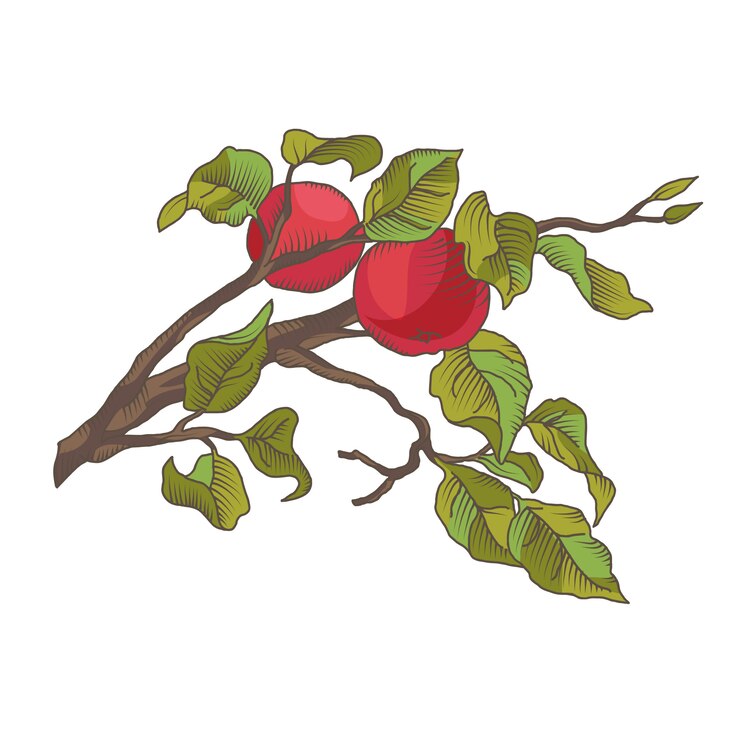 Vector gratuito mano dibujando una rama de manzana con fruta. ilustración aislada en el blanco