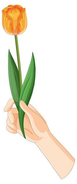 En la mano una ilustración de un tulipán naranja vibrante
