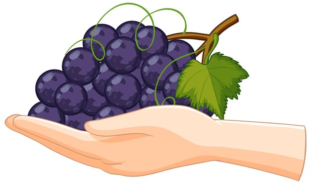 La mano que sostiene un racimo de uvas