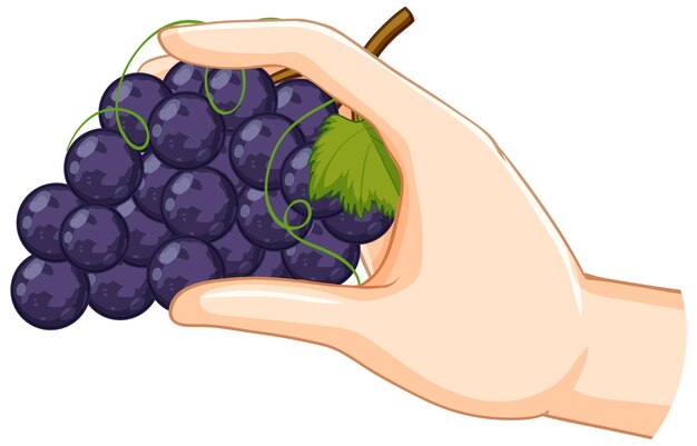 La mano que sostiene un racimo de uvas