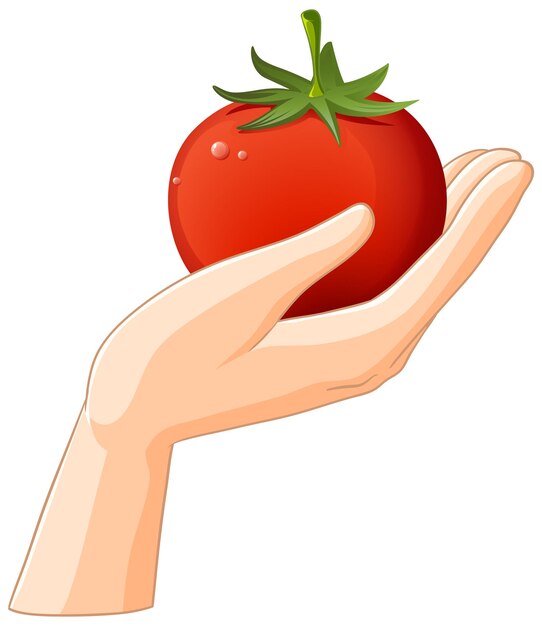 La mano que sostiene un tomate