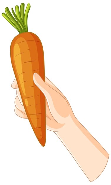 La mano sostiene una zanahoria fresca