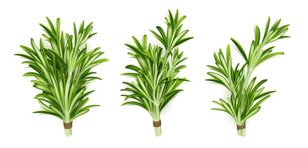 Manojos de hierbas de romero tallos de plantas de jardín aisladas