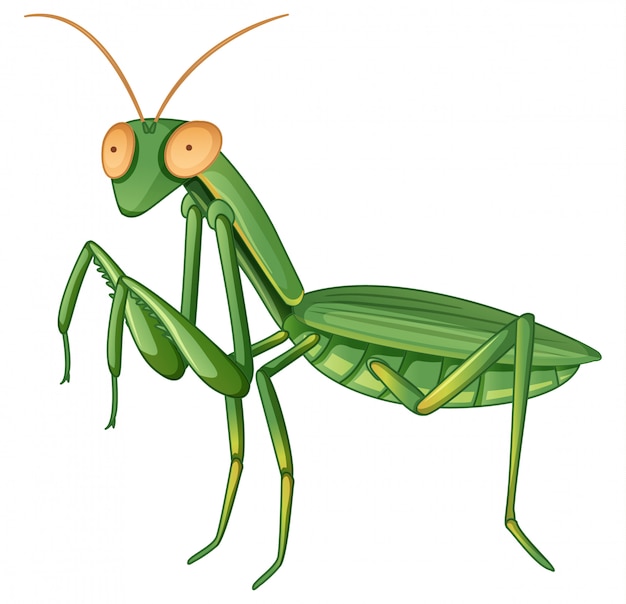 Mantis gpraying en blanco