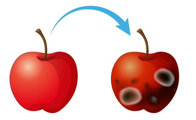 Manzana descompuesta no comestible con moho