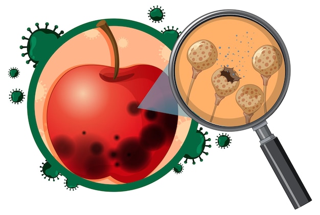 Manzana descompuesta no comestible con moho
