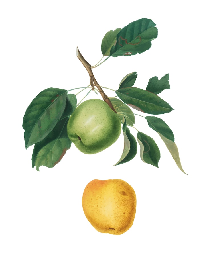 Vector gratuito manzana de la ilustración de pomona italiana