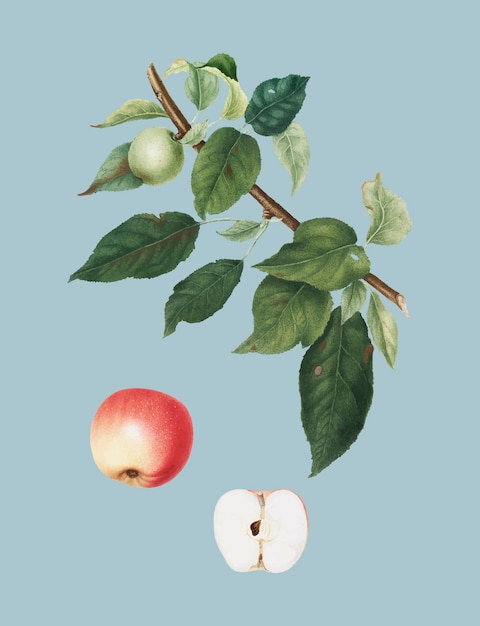 Manzana de la ilustración de pomona italiana