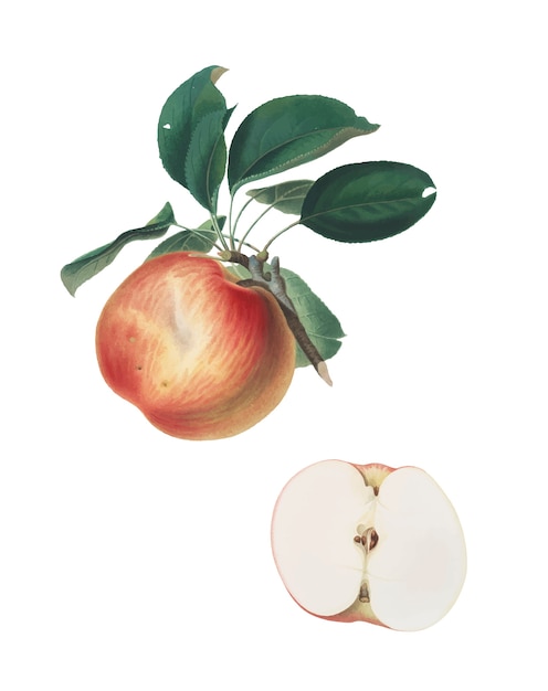 Manzana de la ilustración de pomona italiana