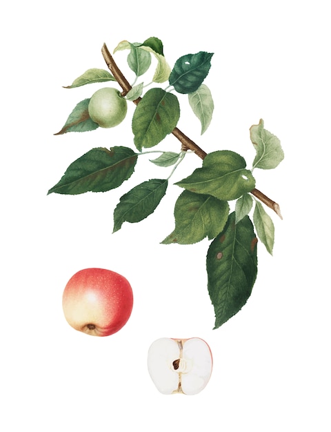 Manzana de la ilustración de pomona italiana