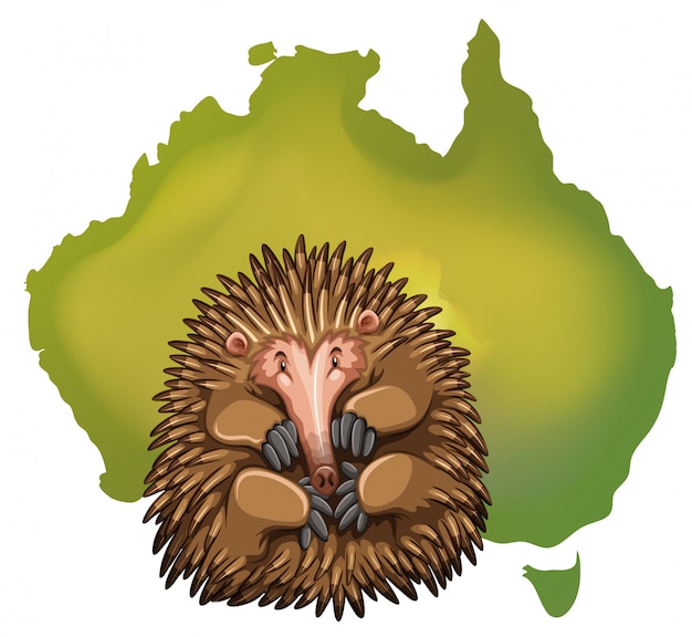 Vector gratuito mapa de echidna y australia