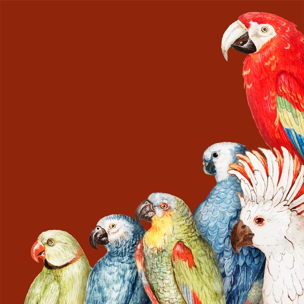 Marco de borde de loros