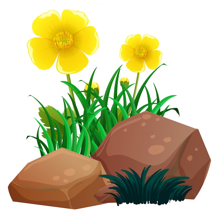 Vector gratuito margarita flores con hierba y rocas