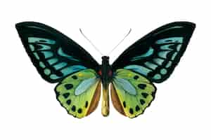 Vector gratuito mariposa