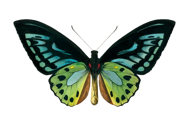 Mariposa