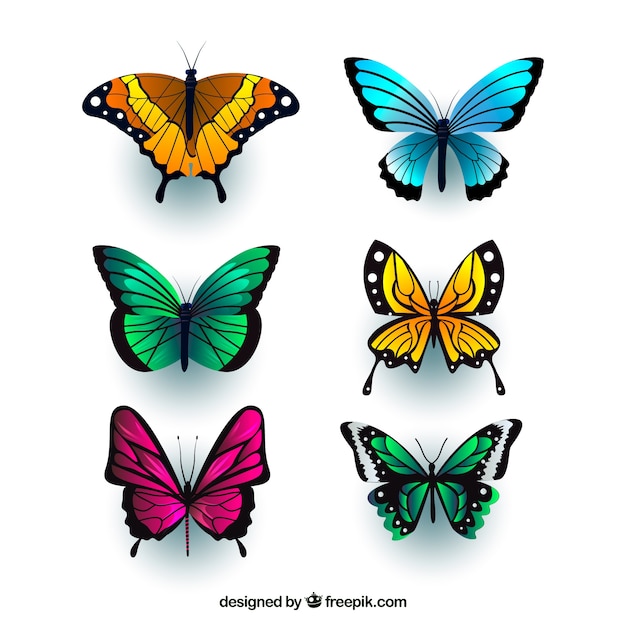Mariposas realistas con variedad de colores