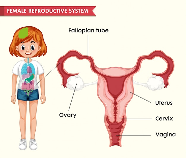 Médico científico del aparato reproductor femenino