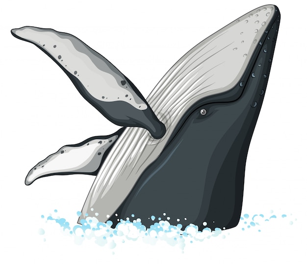 Medio cuerpo de ballena jorobada