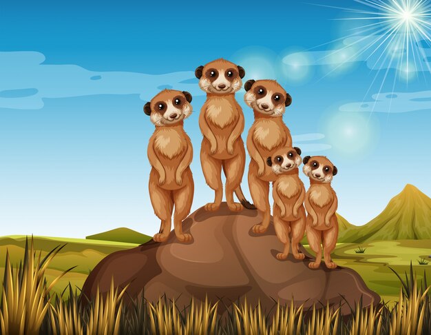 Meerkats de pie sobre la roca