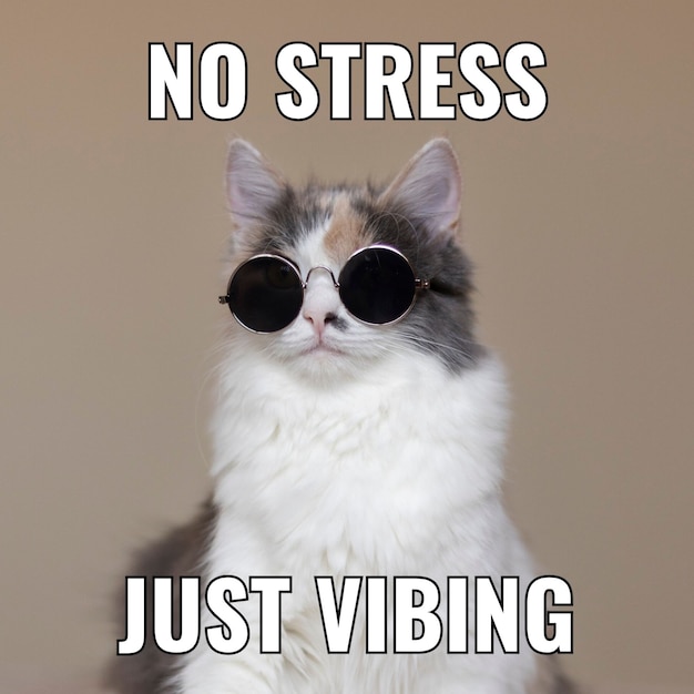Meme cuadrado de gato vibrante simple