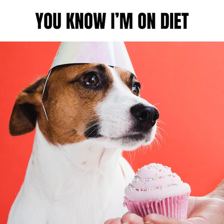 Vector gratuito memes de animales graciosos