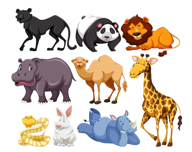 Mezcla de animales de vida salvaje.