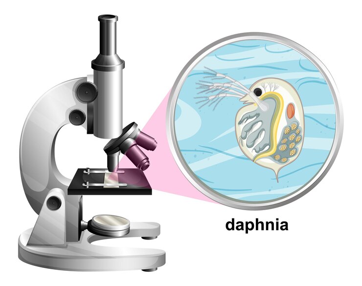 Vector gratuito microscopio con estructura de anatomía de daphnia sobre fondo blanco.