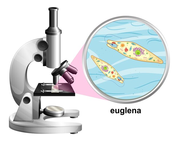 Microscopio con estructura de anatomía de Euglena en blanco