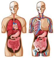 Vector gratuito modelo de anatomía humana con diferentes sistemas.