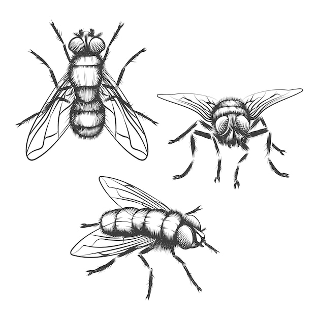 Moscas dibujadas a mano. Insecto con ala, biología y dibujo.