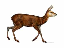 Vector gratuito moschus ilustrado por charles dessalines d orbigny (1806-1876).