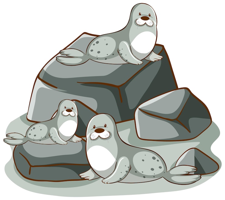Vector gratuito muchas focas en las rocas