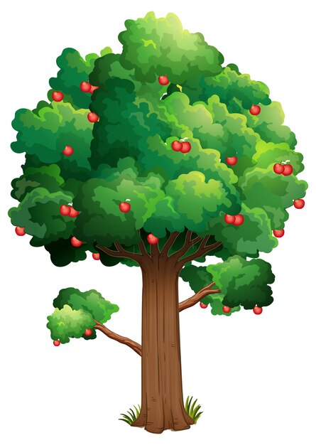 Muchas manzanas rojas en un árbol aislado sobre fondo blanco.