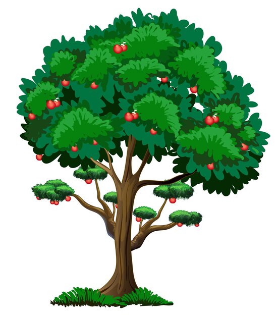 Muchas manzanas rojas en un árbol aislado sobre fondo blanco.