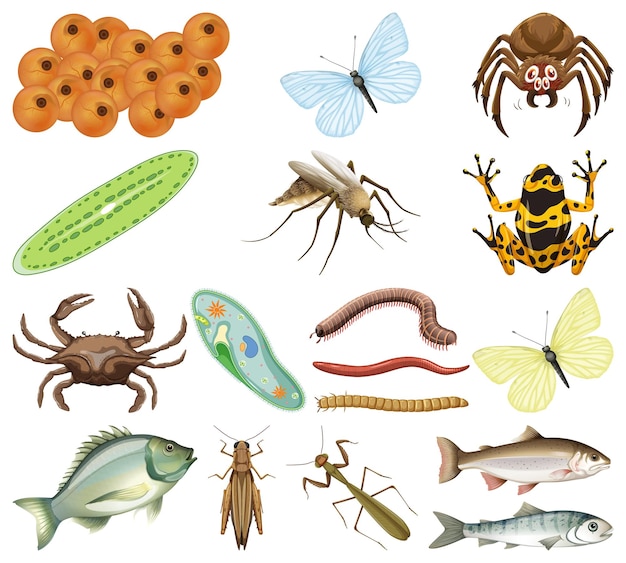 Muchos insectos y animales sobre fondo blanco.