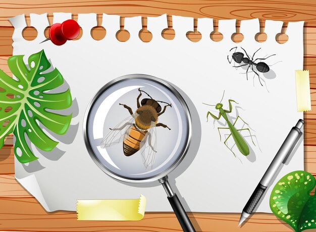 Muchos insectos diferentes en la mesa se cierran.