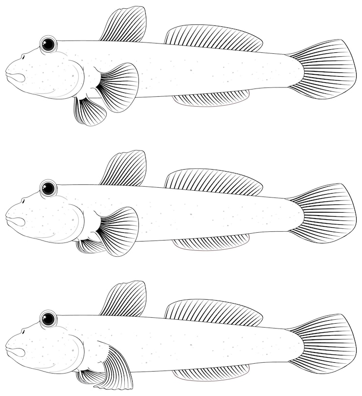 Vector gratuito mudskipper contorno sobre fondo blanco