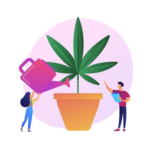 Vector gratuito mujer joven regando la planta de cáñamo, planta de interior prohibida. cultivo de marihuana, cannabis medicinal, horticultura ilegal. chica cultivando marihuana.