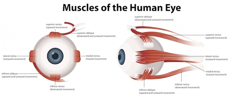 Vector gratuito músculos del ojo humano