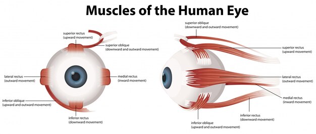 Músculos del ojo humano