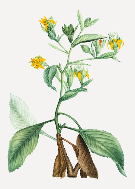 Musschia aurea plant