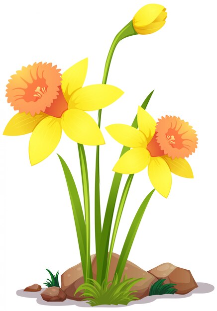 Narciso amarillo flores en blanco