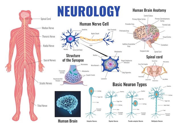 Vector gratuito neurología y anatomía del cerebro humano establecen ilustración vectorial aislada plana