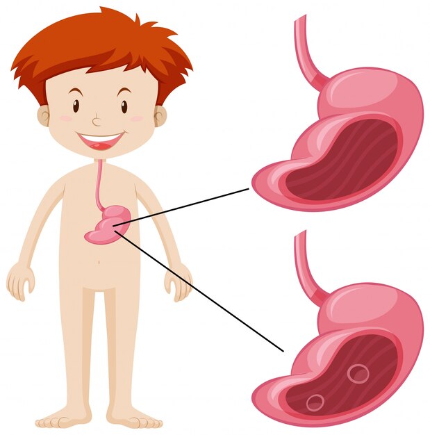 Niño pequeño y estómago malsano