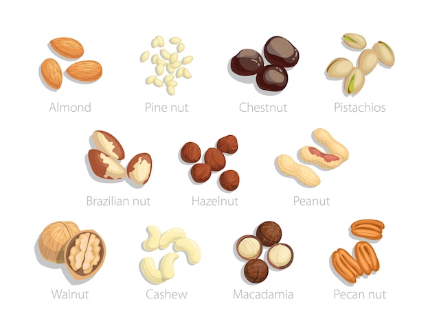 Nueces crudas con nombre de objetos. Ilustraciones vectoriales de recolección de alimentos. Dibujos animados almendra avellana pistacho macadamia nuez anacardo nuez castaña cacahuete aislado en blanco. Concepto de agricultura