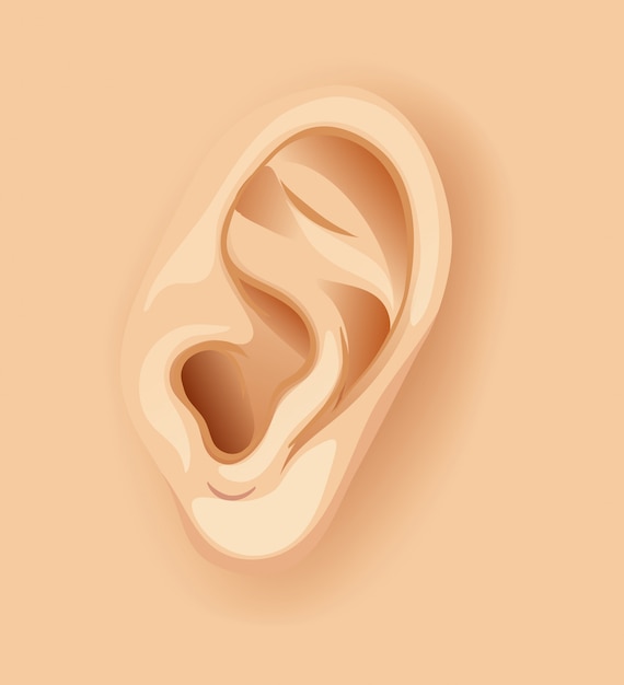 Un oído humano de cerca