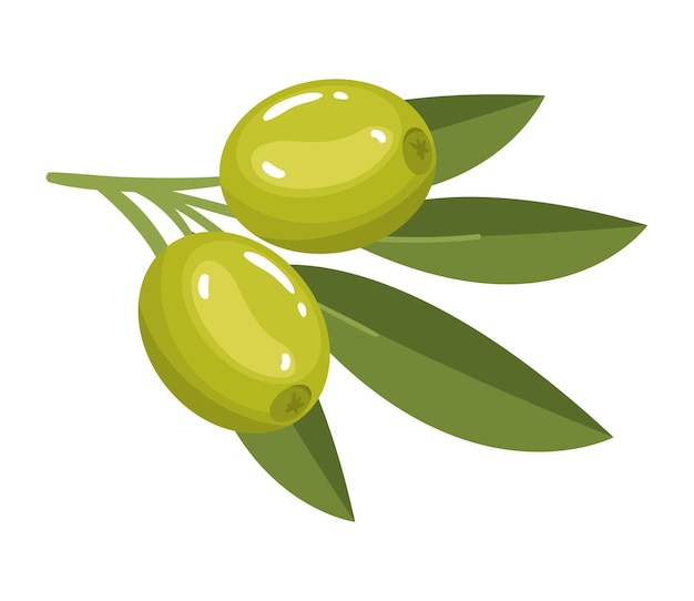 Vector gratuito olivo y follaje